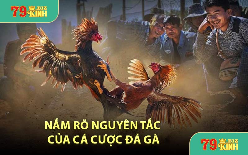 Nắm Rõ Nguyên Tắc Của Cá Cược Đá Gà